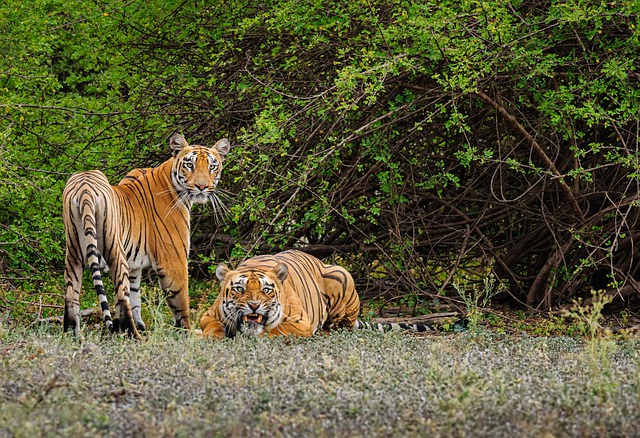 sariska tiger reserve forest fire